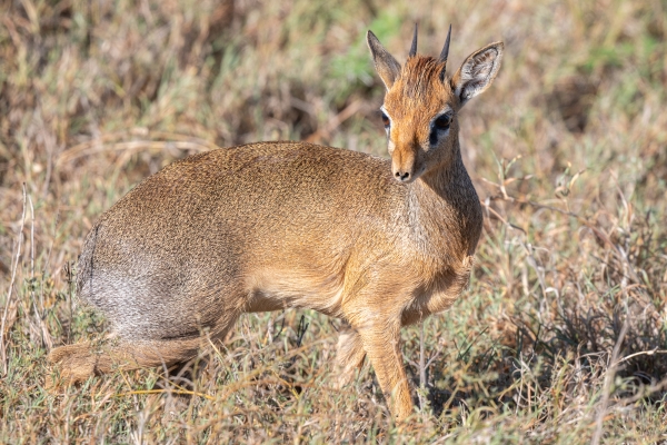 Dik dik, Kirk's D08 Serengeti C Nyumbani 231013 081515_