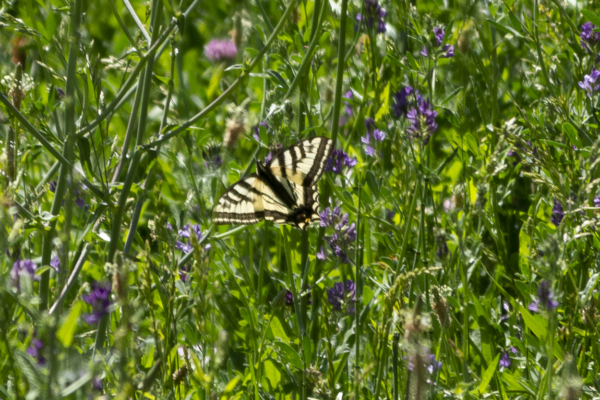 Dominguez-Escalante Natnl ConsArea_2015_07_11 - Swallowtail, Pale (5)-websized