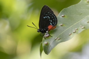 DrVonDMizEJohnso_05-16-2019 - Hairstreak, Atala (12)-Fullsized-websized