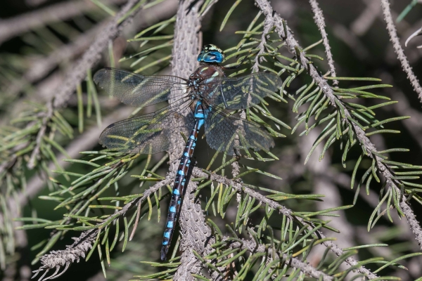 Dragonfly, Darner, Paddle-tailed Day-04 Kamloops-Clearwater 2022-09-18 237 (1)