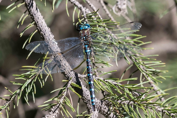 Dragonfly, Darner, Paddle-tailed Day-04 Kamloops-Clearwater 2022-09-18 237 (2)