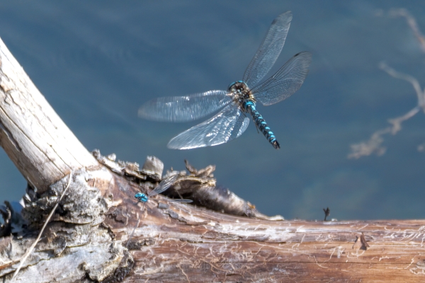 Dragonfly, Darner, Paddle-tailed Day-12 Banff Louise Minnew 2022-09-26 322