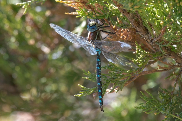 Dragonfly, Darner, Paddle-tailed Day-12 Banff Louise Minnew 2022-09-26 367