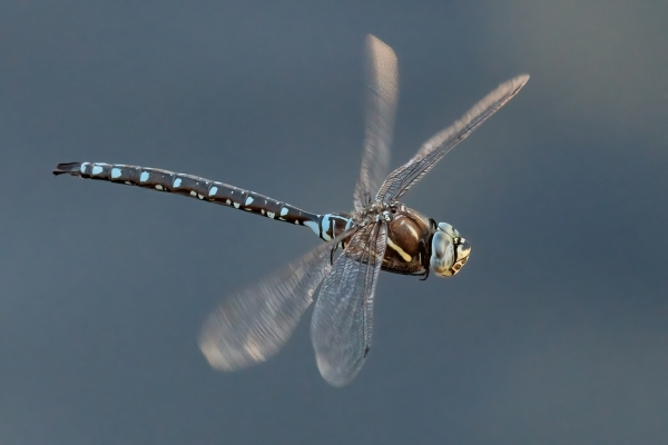 Dragonfly, Darner, Paddle-tailed Day-14 Banff Sunset Astro 2022-09-27 4