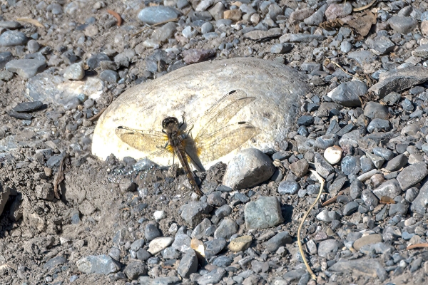 Dragonfly, Skimmer, Black meadowhawk Day-11 Jasper - Banff 2022-09-25 77