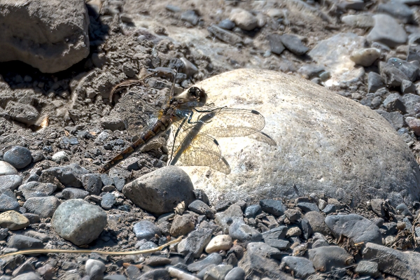 Dragonfly, Skimmer, Black meadowhawk Day-11 Jasper - Banff 2022-09-25 79