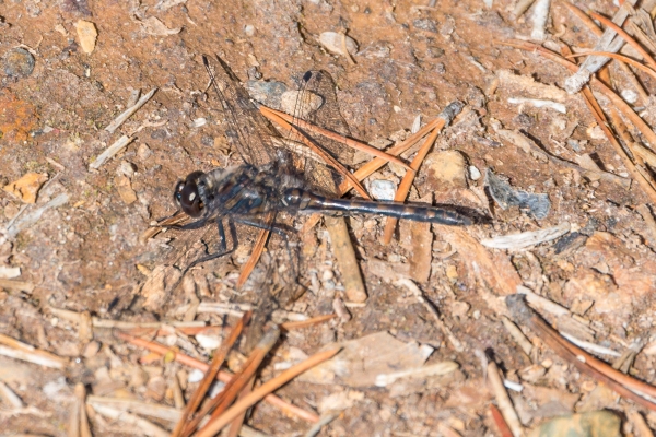 Dragonfly, Skimmer, Black meadowhawk Day-15 Banff Marble Canyon 2022-09-28 106