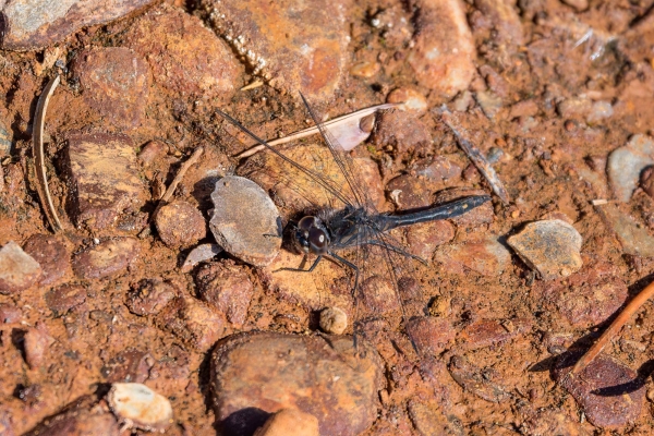 Dragonfly, Skimmer, Black meadowhawk Day-15 Banff Marble Canyon 2022-09-28 79