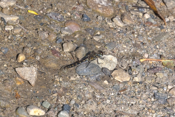 Dragonfly, Skimmer, Black meadowhawk (F) Day-08 Jasper Maligne 2022-09-22 329