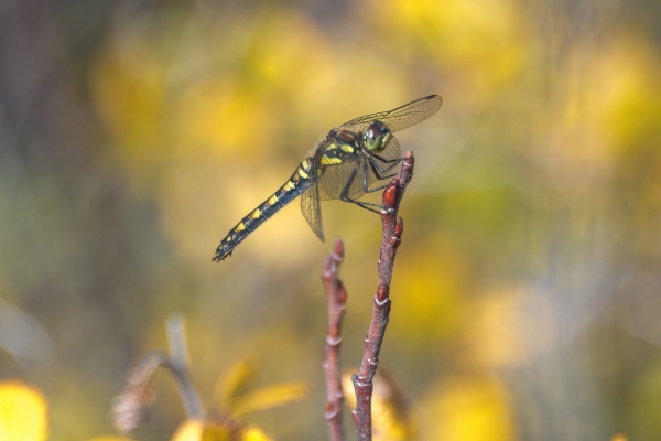 Dragonfly, Skimmer, Black meadowhawk (F) Day-14 Banff Local 2022-09-27 70