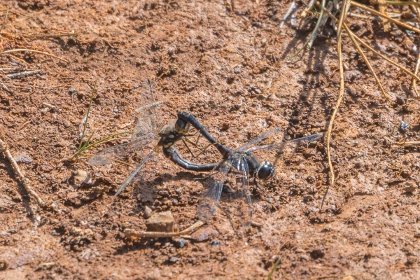 Dragonfly, Skimmer, Black meadowhawk (mating) Day-15 Banff Marble Canyon 2022-09-28 98