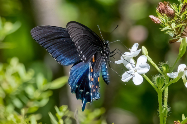 EKP 2022-05-10 - Swallowtail, Pipevine (1)