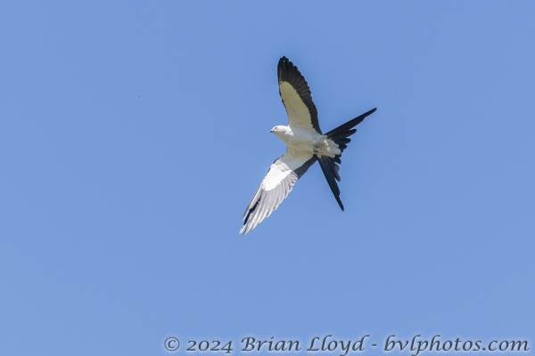 EKP_SoccerFlds_2020_05_02 - Kite, Swallowtailed (6)