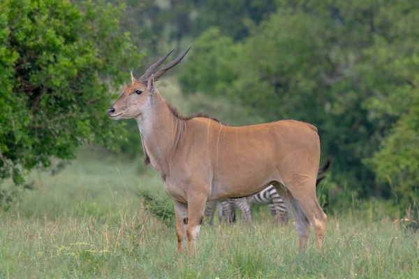 Eland D11 Serengeti N Nyikani 231016 075918