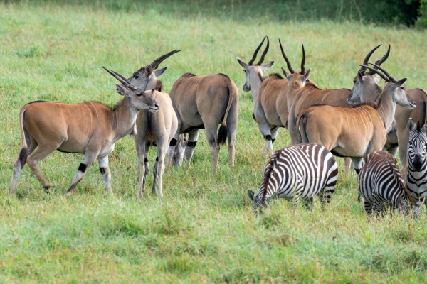 Eland D11 Serengeti N Nyikani 231016 082527_