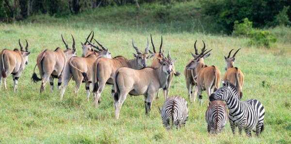 Eland D11 Serengeti N Nyikani 231016 082540_