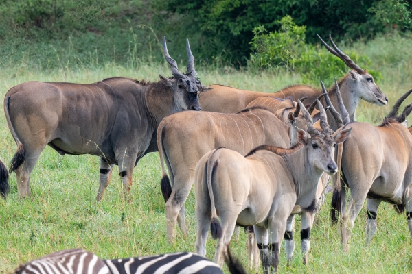 Eland D11 Serengeti N Nyikani 231016 082612_