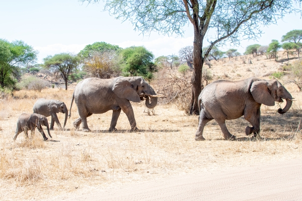 Elephant D03 Tarangire NP travel to 2023-10-08 2149_