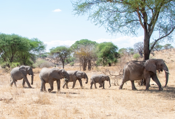 Elephant D03 Tarangire NP travel to 2023-10-08 2153_