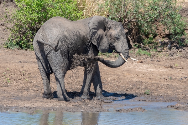 Elephant D03 Tarangire NP travel to 2023-10-08 2184_