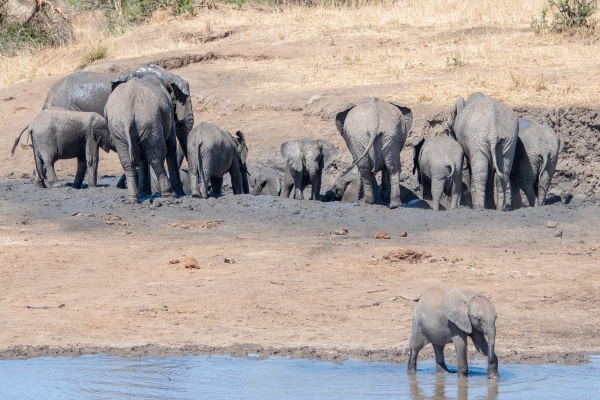 Elephant D03 Tarangire NP travel to 2023-10-08 2193_