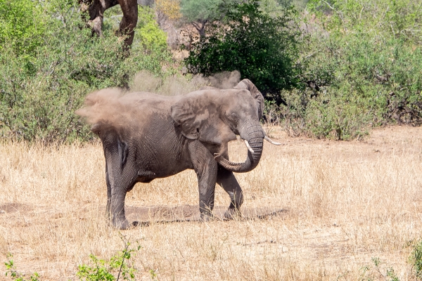 Elephant D03 Tarangire NP travel to 2023-10-08 2230_