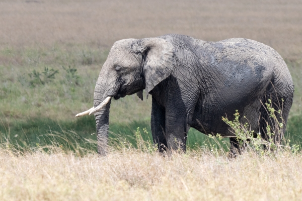 Elephant D06 NgC to Serengeti C 231011 141150_