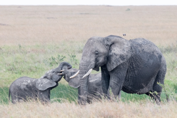 Elephant D06 NgC to Serengeti C 231011 141246 _02