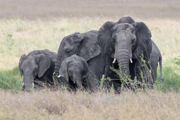 Elephant D06 NgC to Serengeti C 231011 141550_