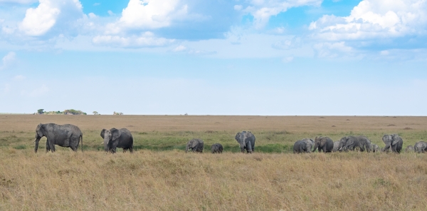 Elephant D06 NgC to Serengeti C 231011 141941_