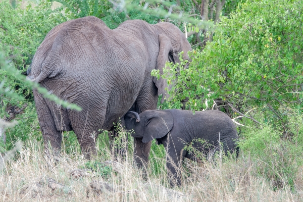 Elephant D07 Serengeti C Nyumbani 231012 141837_