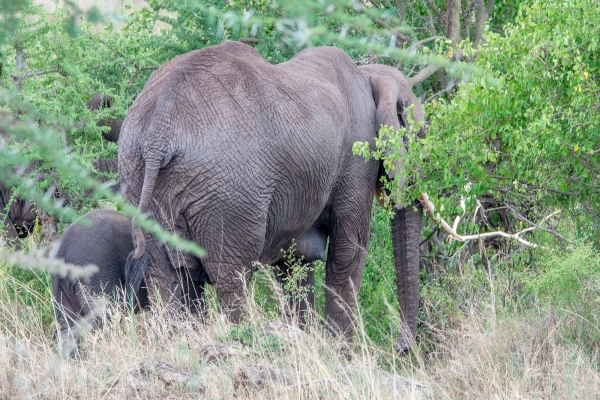 Elephant D07 Serengeti C Nyumbani 231012 141857_