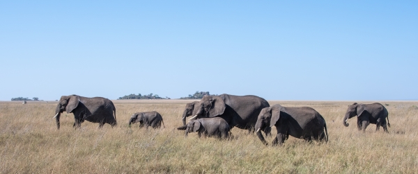 Elephant D08 Serengeti C Nyumbani 231013 092249 _01