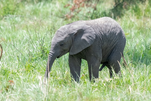 Elephant D09 Serengeti C-N Nyikani 231014 130040 _01