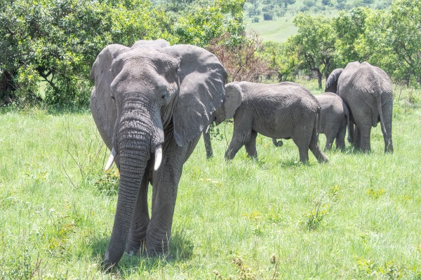 Elephant D09 Serengeti C-N Nyikani 231014 130844 _01