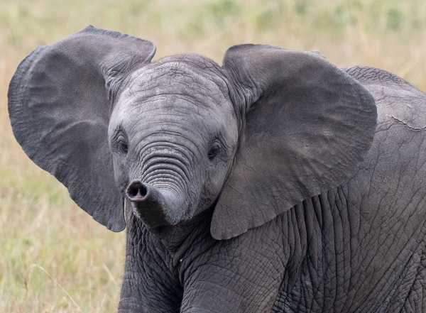 Elephant D11 Serengeti N Nyikani 231016 103553-Port