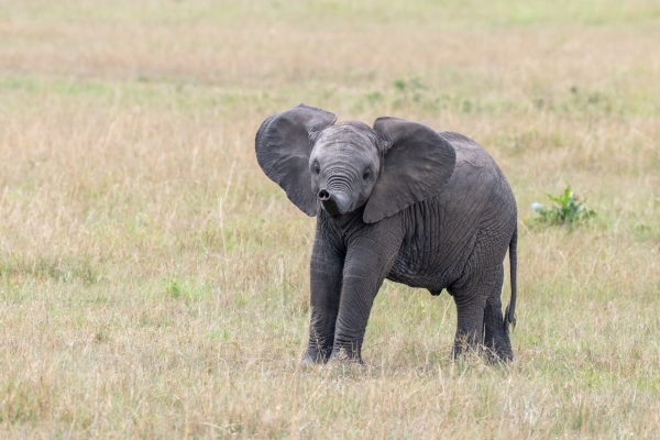 Elephant D11 Serengeti N Nyikani 231016 103553_