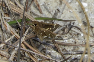 Erics Photos from NC - Crystal Skipper (2)-websized