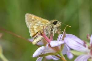 Estes-Cow_Creek_2015_07_09 - Skipper, Long-dash (1)