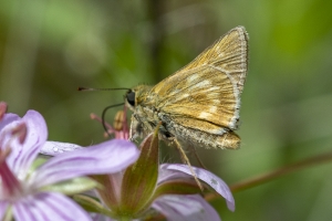 Estes-Cow_Creek_2015_07_09 - Skipper, Long-dash (2)