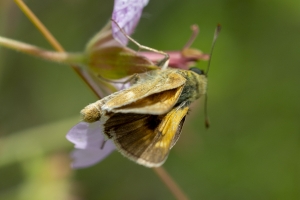 Estes-Cow_Creek_2015_07_09 - Skipper, Long-dash (4)