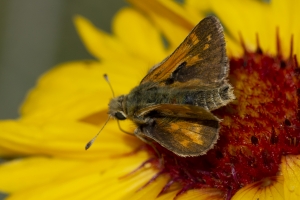Estes-Cow_Creek_2015_07_09 - Skipper, Peck's (2)