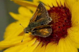 Estes-Cow_Creek_2015_07_09 - Skipper, Peck's (3)