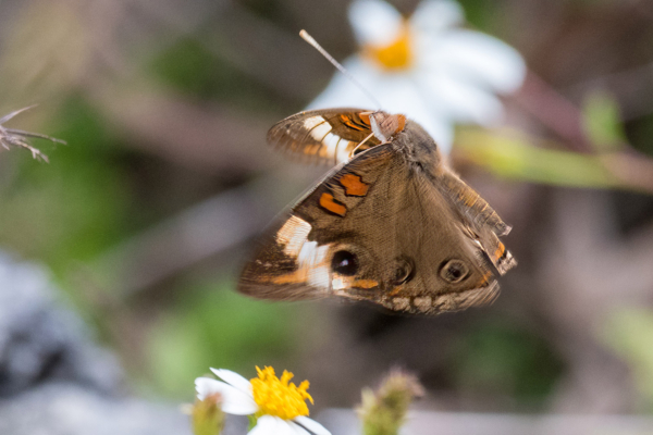 Everglades, Lucky Hammoch C111 - Buckeye, Tropical (110)