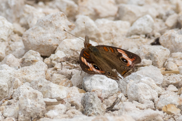 Everglades, Lucky Hammoch C111 - Buckeye, Tropical (32)