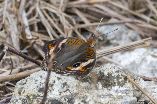 Everglades, Lucky Hammoch C111 - Buckeye, Tropical (38)