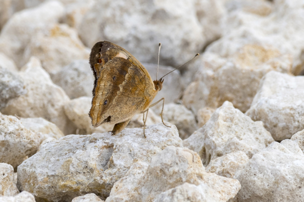 Everglades, Lucky Hammoch C111 - Buckeye, Tropical (70)