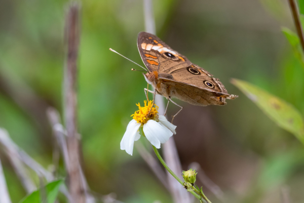 Everglades, Lucky Hammoch C111 - Buckeye, Tropical (81)