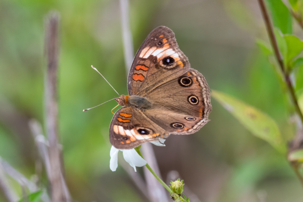 Everglades, Lucky Hammoch C111 - Buckeye, Tropical (85)