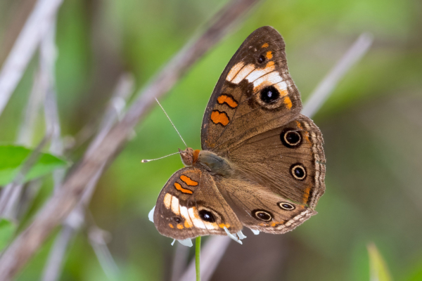 Everglades, Lucky Hammoch C111 - Buckeye, Tropical (92)